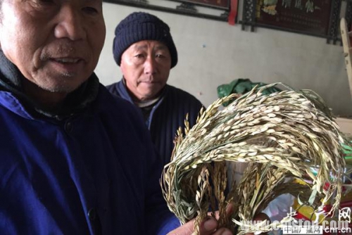 安徽蚌埠良田大面积减产 农民指责隆平高科稻种