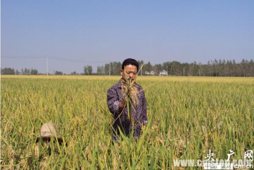 安徽蚌埠良田大面积减产 农民指责隆平高科稻种
